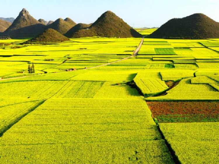 ムオンタン畑は革命兵士に食事を与えるゆりかご