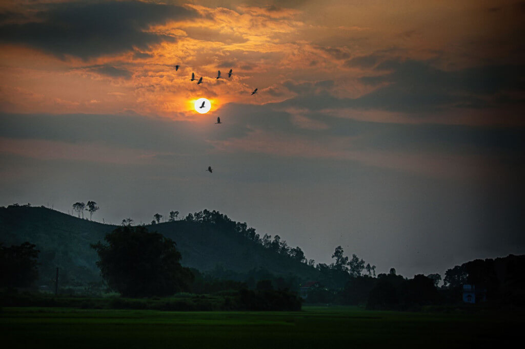 Rừng cò núi Hứa