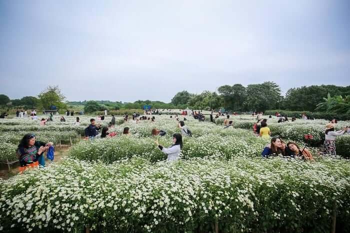 菊の開花期は、レッドリバー岩花園が最も多くの観光客を魅了する時期です