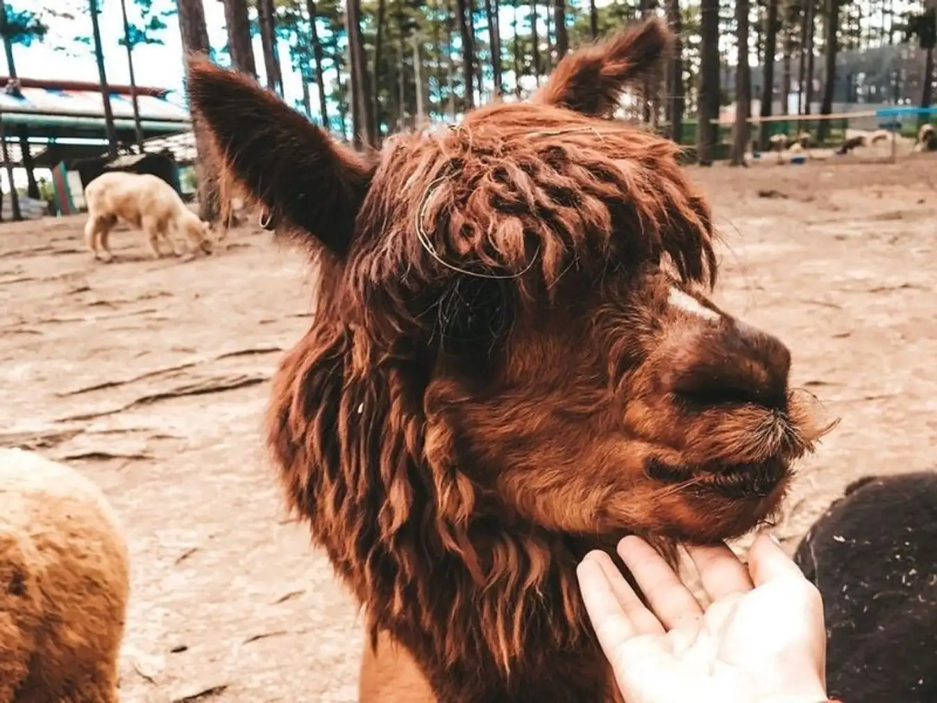 ズードゥー ダラット