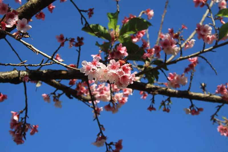 Vườn hoa anh đào Mường Phăng.