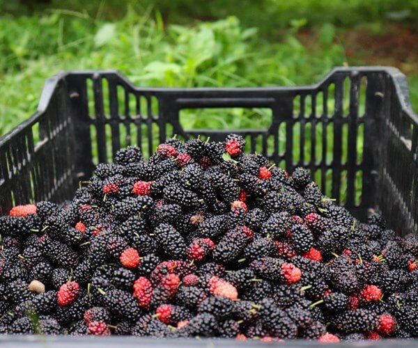 マイ カイン マルベリー ガーデンは、エコツーリズム体験を愛する人のための目的地です。