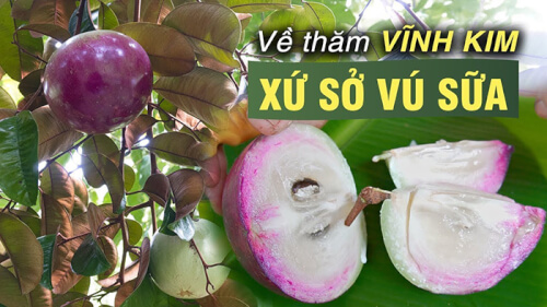 Xứ sở vú sữa tại vườn trái cây Vĩnh Kim