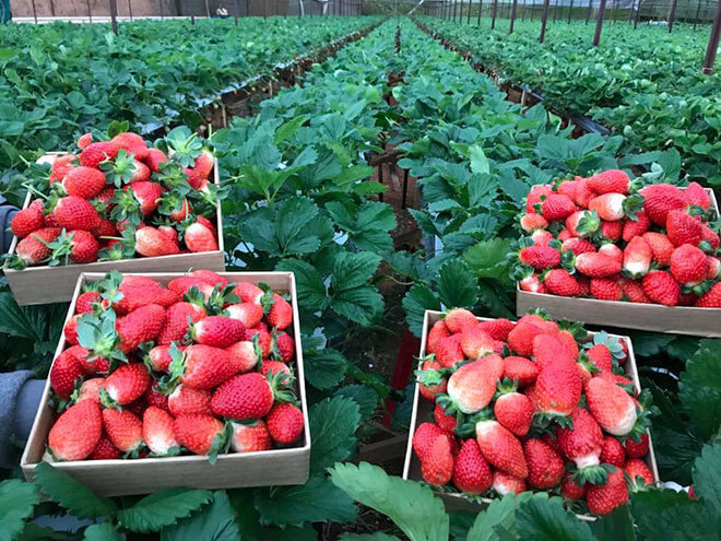 달랏의 새벽을 맞이하는 구름 사냥