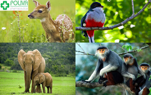 Khám phá hệ sinh thái ở rừng quốc gia Cát Bà