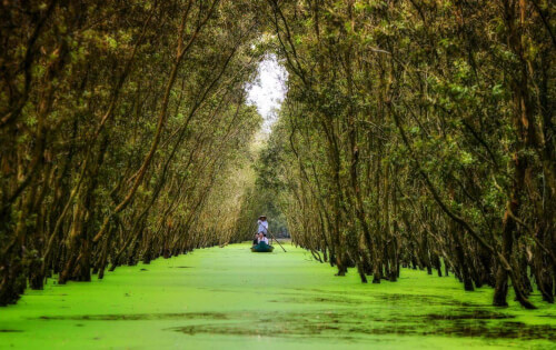 トラ・ス・メラレウカの森に行き、ボートに乗って「不思議の国に迷い込む」