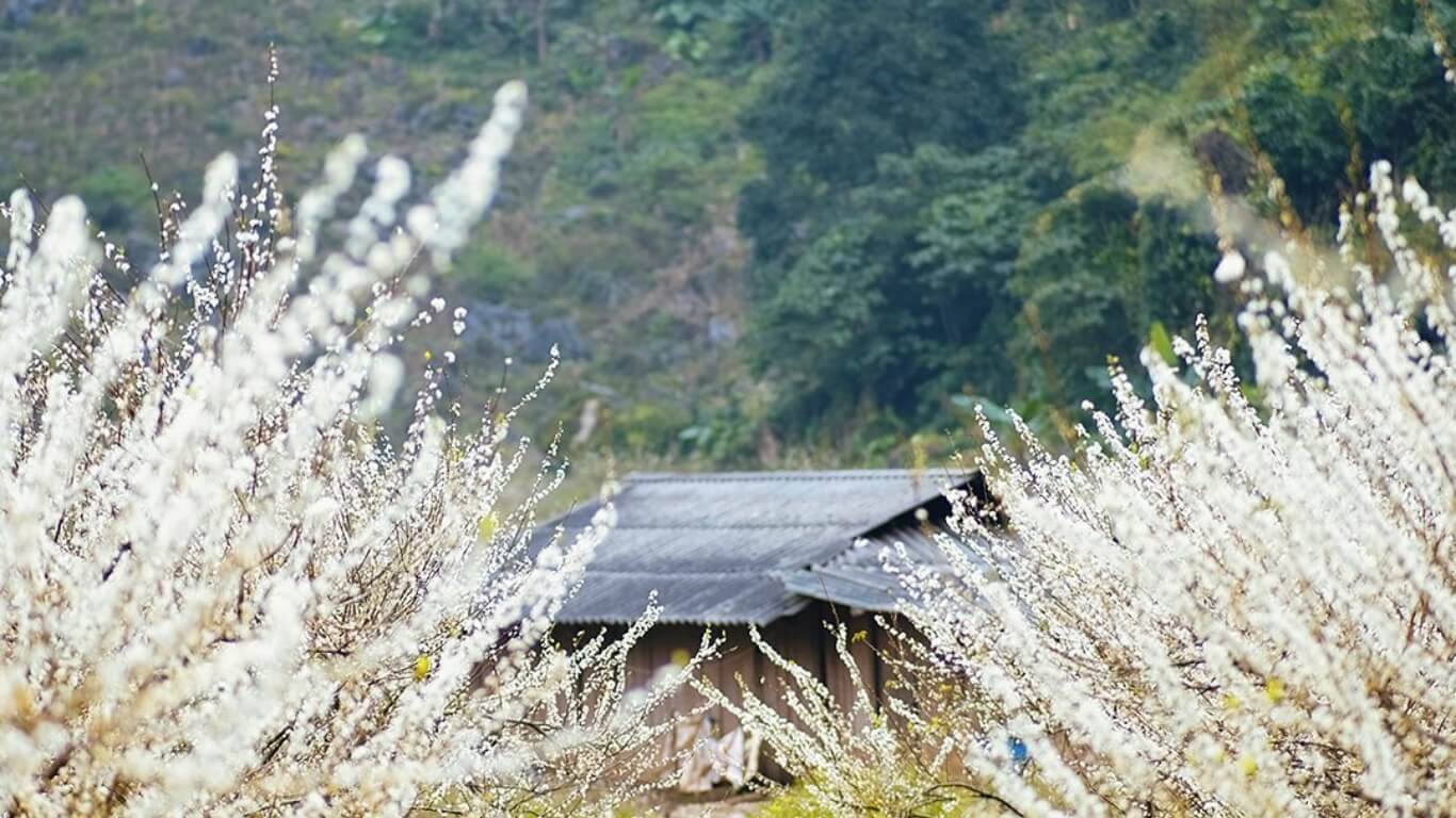 Bản Tình Ca Mùa Xuân Giữa Thung Lũng Hoa Mận Mộc Châu