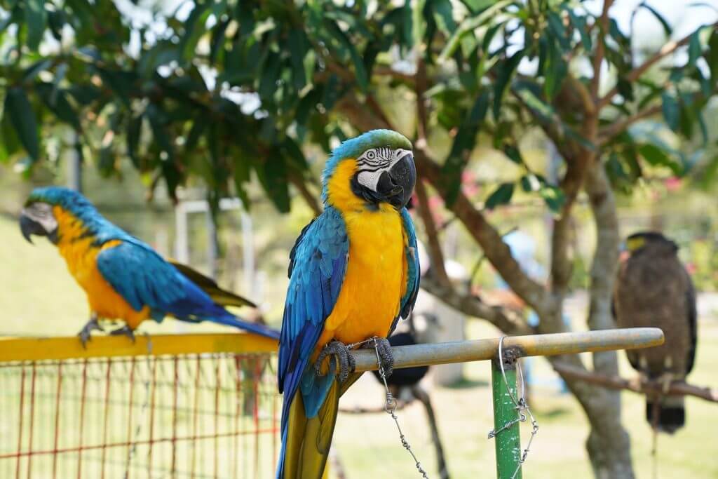 FLC 동물원 사파리 퀴논의 야생동물