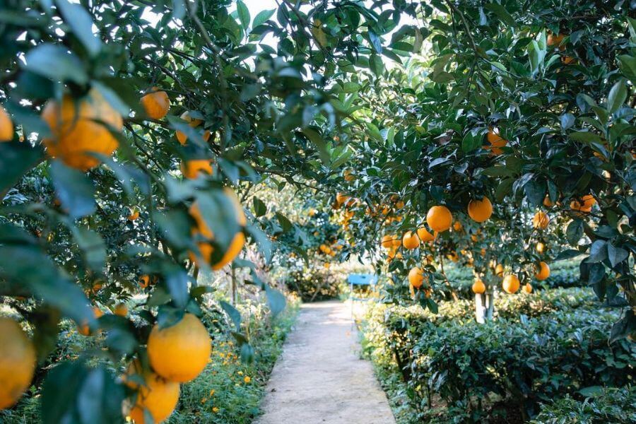 Moc Chau Orange Gardens - The Source of Inspiration for Stunning Photos