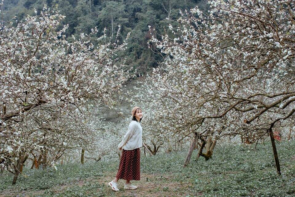 Trải nghiệm chiêm ngưỡng mùa hoa mận tại rừng thông Bản Áng