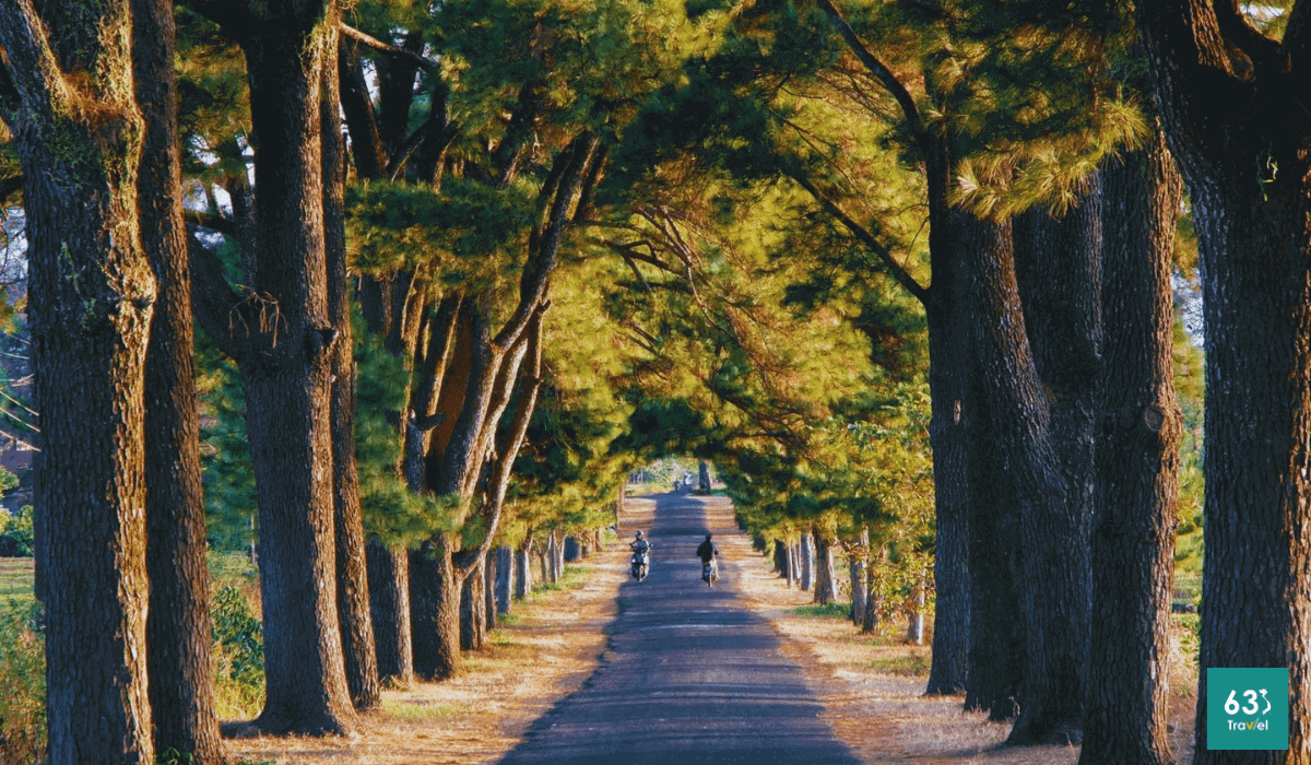 Chiêm ngưỡng Hàng thông trăm tuổi trên vùng đất Gia Lai đại ngàn