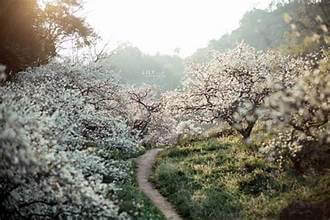 モクチャウで今季初の梅の花を「狩り」