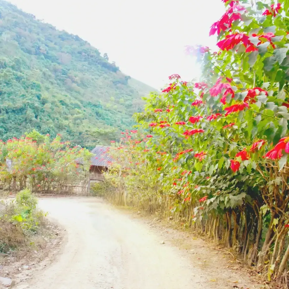 ゲアン高原の村にある色鮮やかなポインセチア