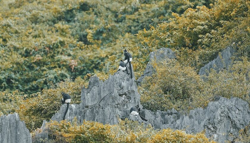 Vườn quốc gia Cúc Phương