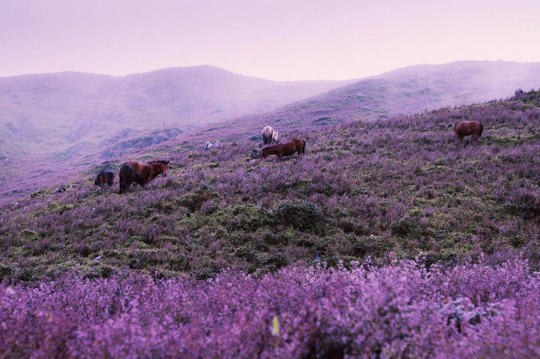 Vẻ đẹp của hoa Phi Châu trên đỉnh núi Tà Chì Nhù vào tháng 9.