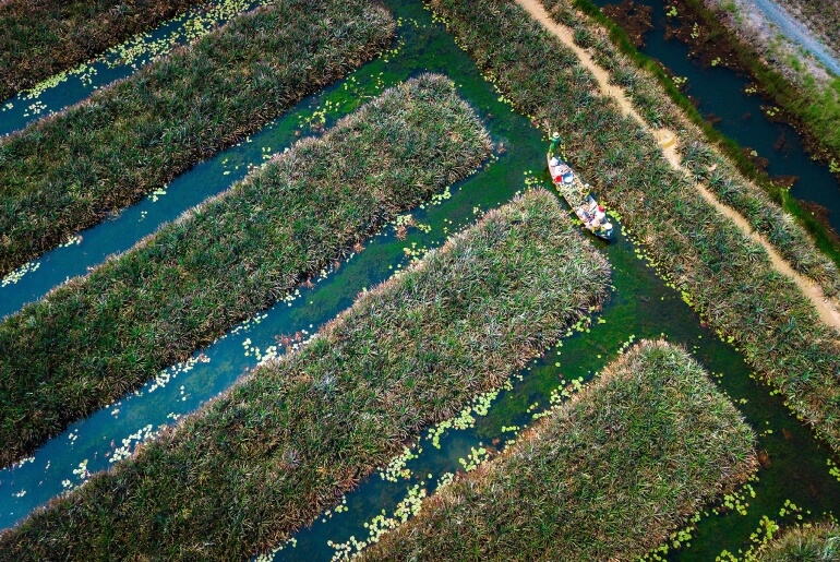 Cánh Đồng khóm Cầu Đúc