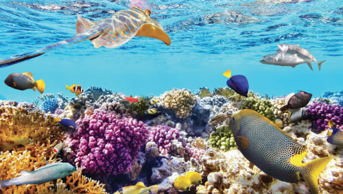 フークイ島でサンゴを見る - ファン ティエット