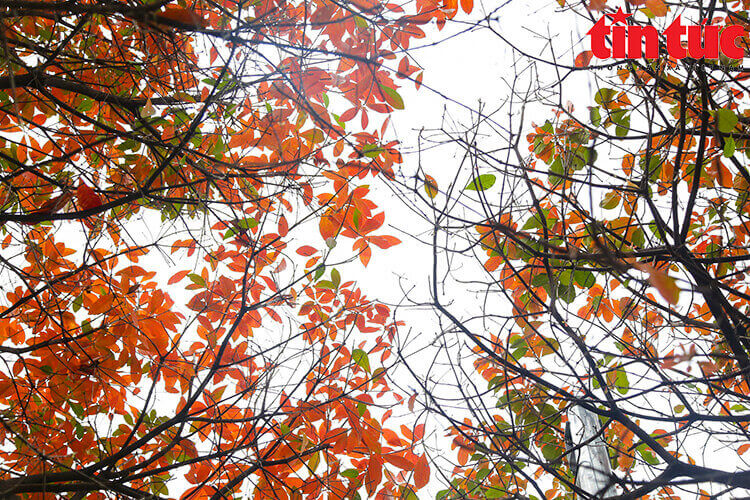 木々の紅葉の季節はとても美しいハノイ