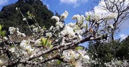 ハンキア渓谷の梅の花が白く咲き、モン村の春を彩る