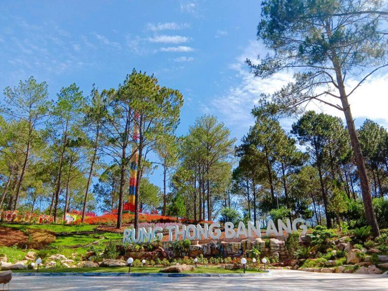 앙마을의 소나무숲.