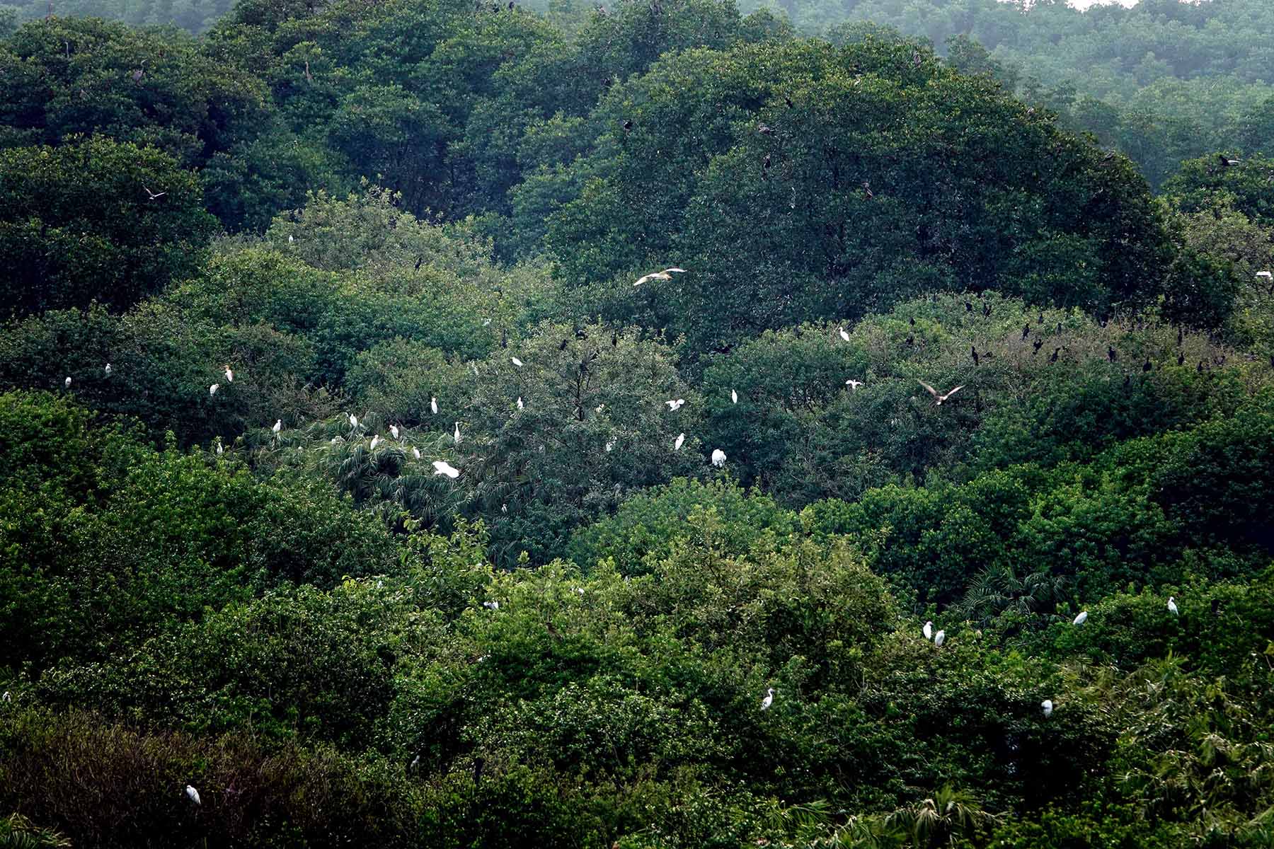 植物や動物の種類は多様で豊かです