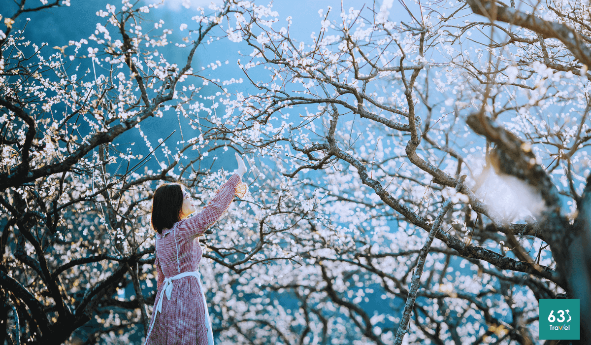 Du lịch Mộc Châu tháng 12,chìm đắm trong không gian mơ màng