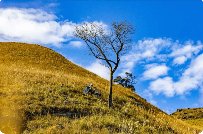 1000 góc chụp với cây cô đơn.