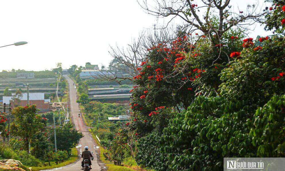 中央高原に咲くオレンジ色のシジミの花