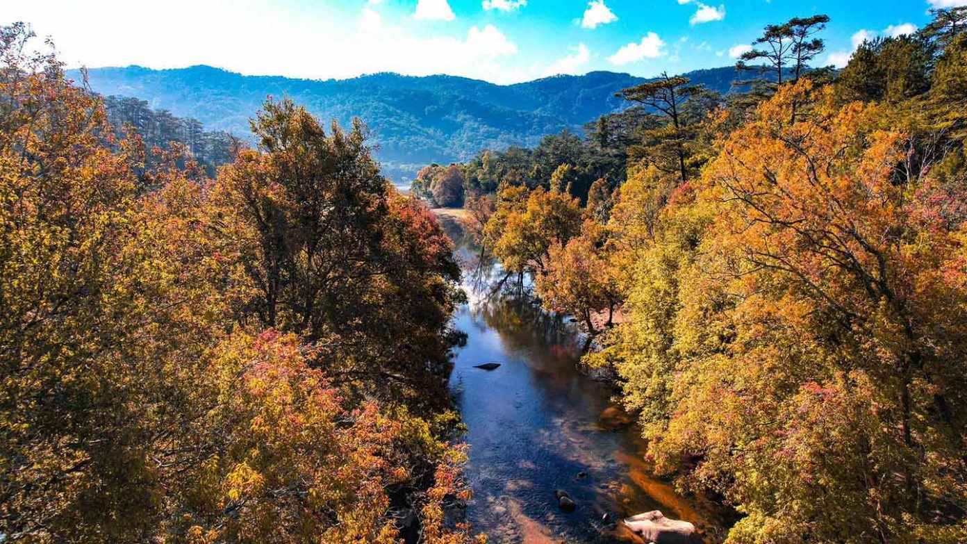 紅葉の季節のダマンの森を愛でる