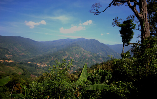 Vườn sâm tốt nhất trên núi Ngọc Linh