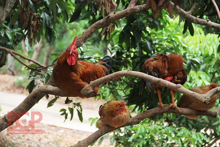 Thành cổ Xương Giang