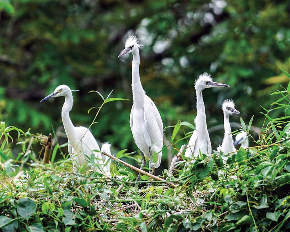トゥスカマウコウノトリ園は現在、10万羽以上のコウノトリとさまざまな種類の鳥の生息地となっています。