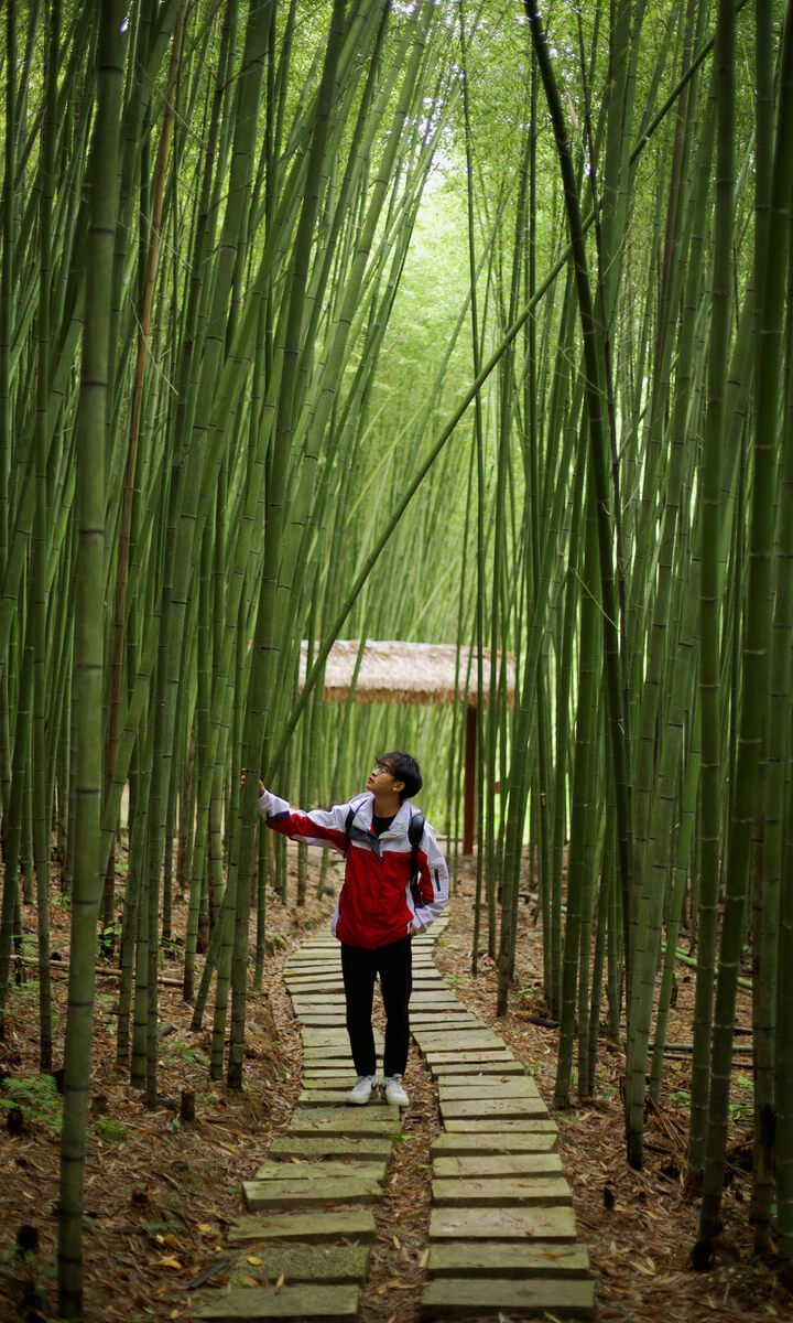 四季折々の緑が美しく、剣劇映画のように美しいグエンビンの竹林を訪ねてみましょう