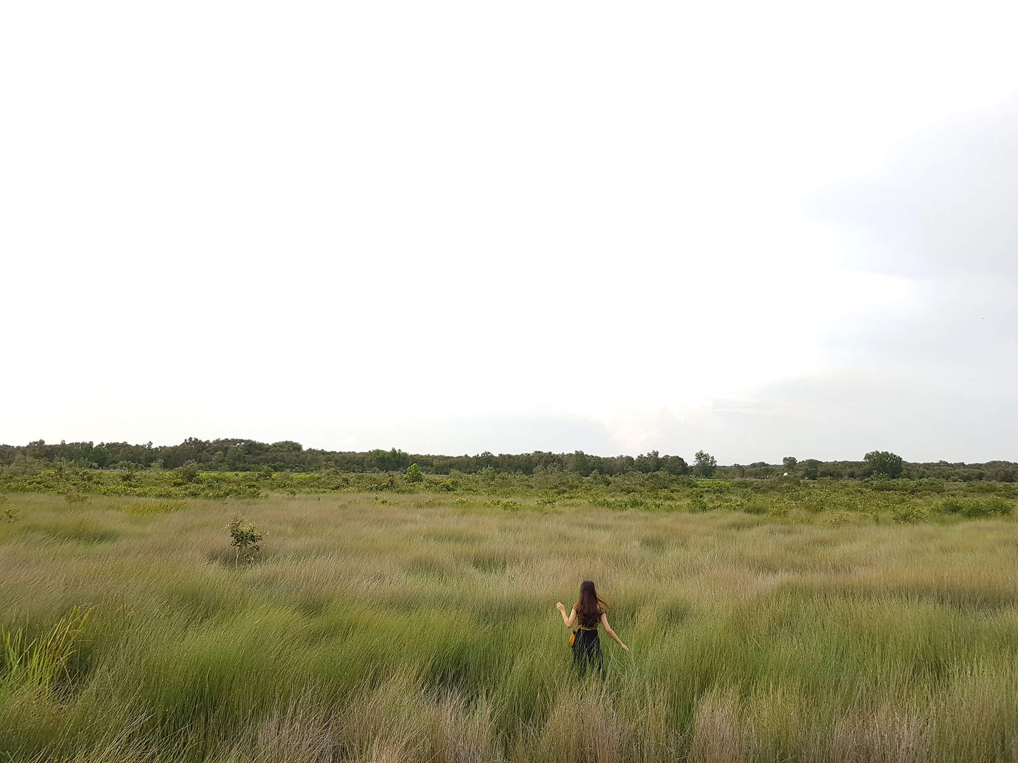 アーモンドグラス畑