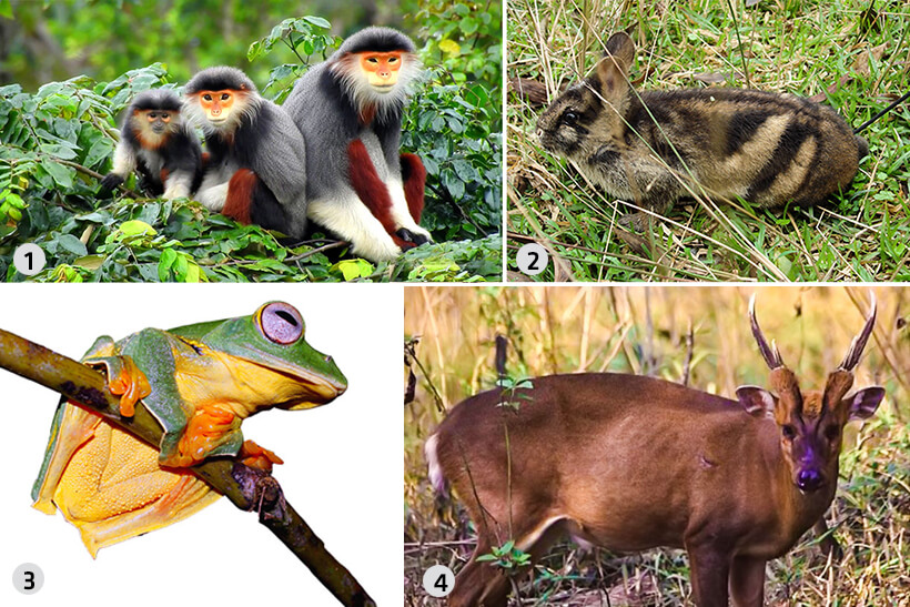 Vu Quang 국립공원에는 많은 희귀 동물종이 모여 있습니다.