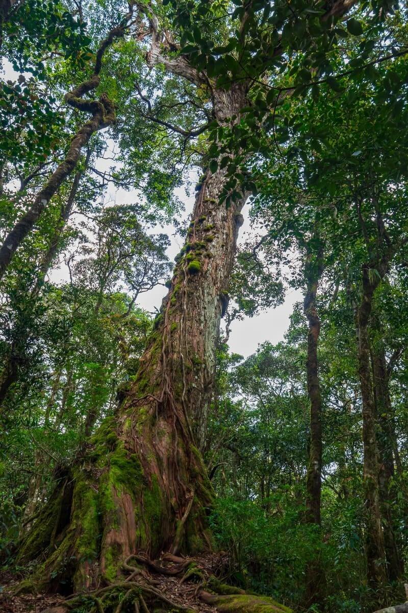 비두누이바 국립공원