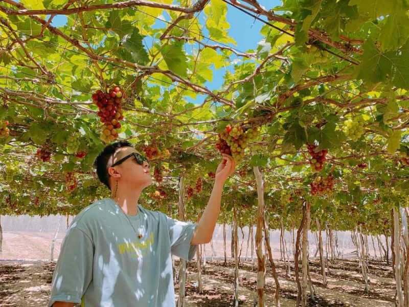 신선한 포도를 무료로 맛보세요