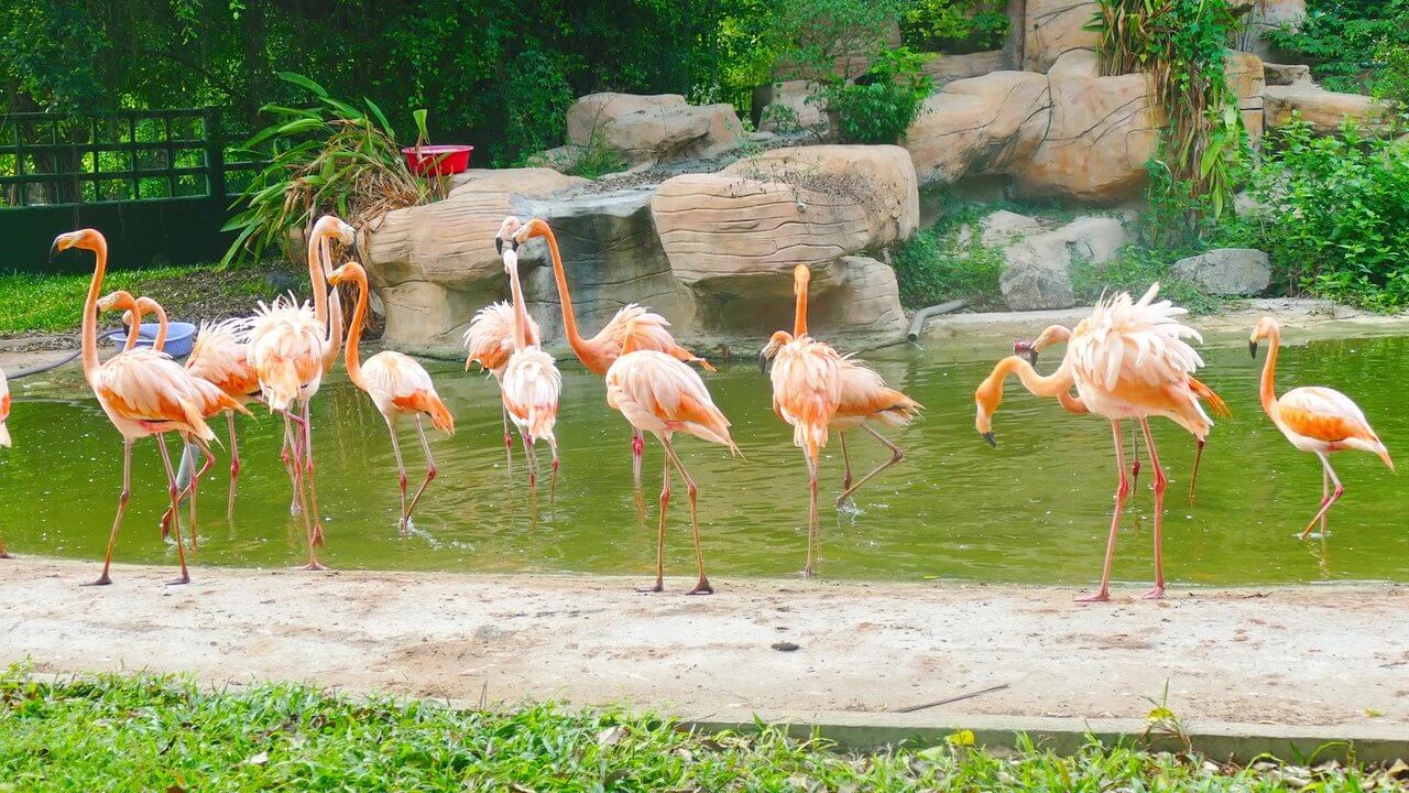 マンゴー ガーデンには、訪問者が訪れる多くの動物が組み込まれています