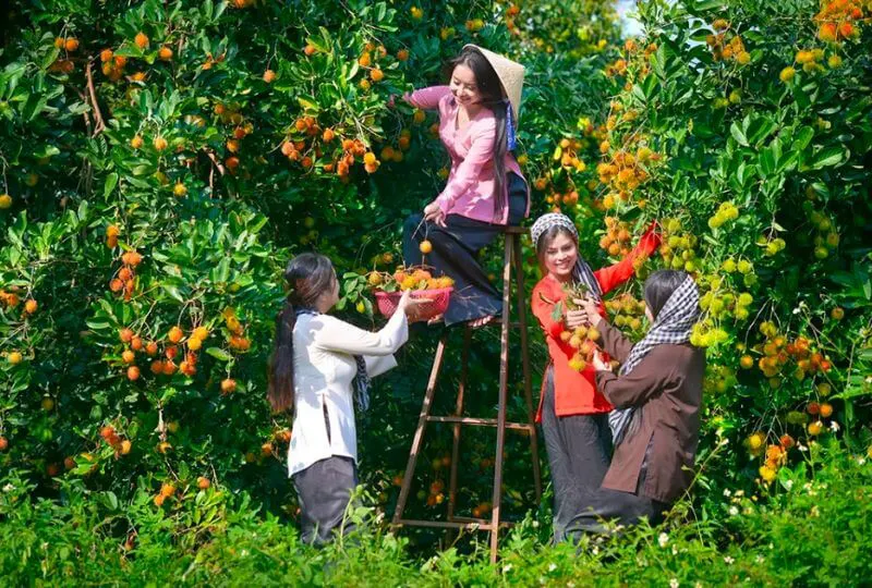 Vườn trái cây Cái Mơn