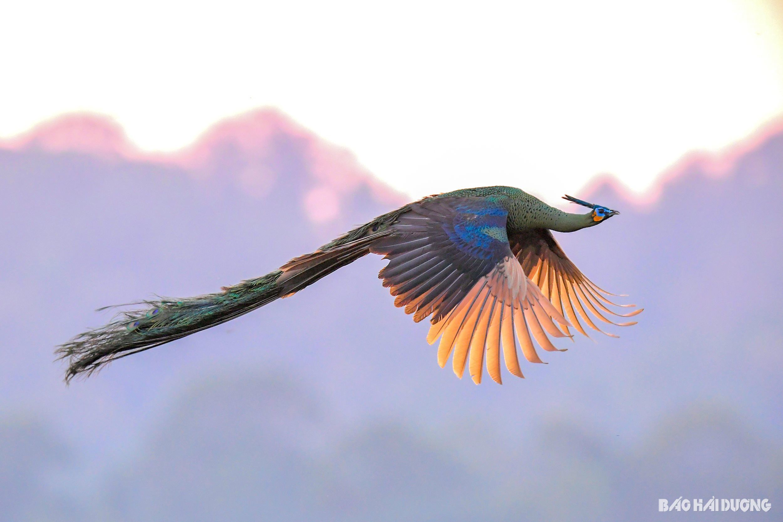 動物たちの「楽園」を維持する