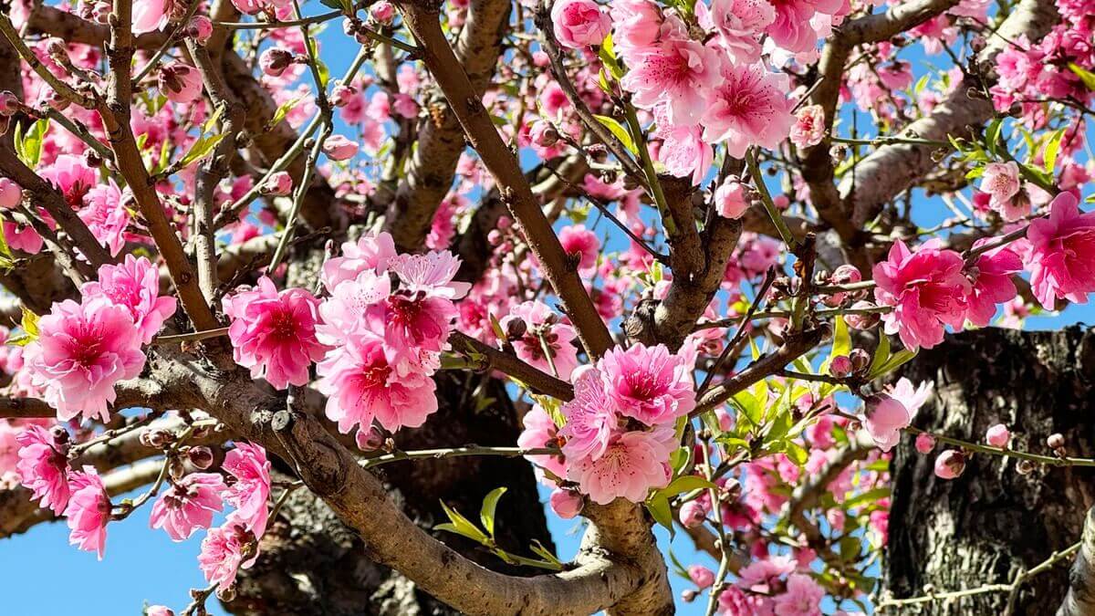 ラムドン高原にある古代北西部の桃園に驚嘆