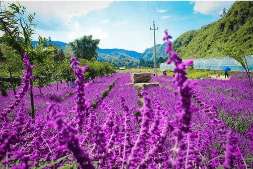 Thung lũng hoa Thải Giàng Phố