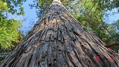 ベトナムの遺産の木として認定されている、古い森の中心部にある樹齢 2,000 年を超えるサムダウの古木を鑑賞
