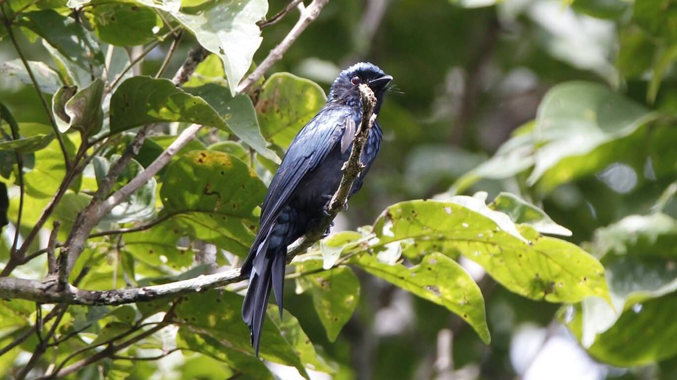 ヨクドン国立公園には、多くの種類の哺乳類、鳥類、爬虫類、両生類、豊かな植物相が存在する、非常に多様な生態系があります。