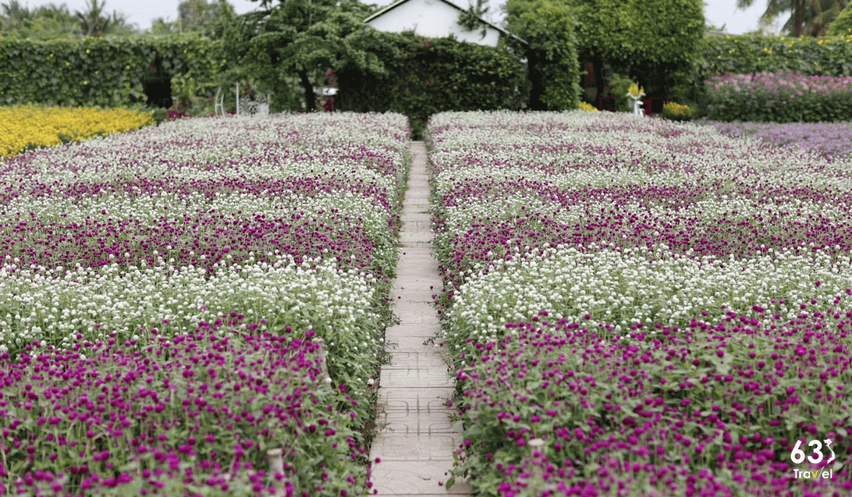 Vườn hoa Mãn Đinh Hồng thơ mộng điểm tô những bức ảnh đẹp chất ngất