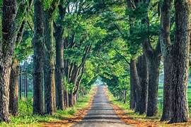 韓国の恋愛映画に出てくるような樹齢数百年の美しい松を訪ねてみましょう