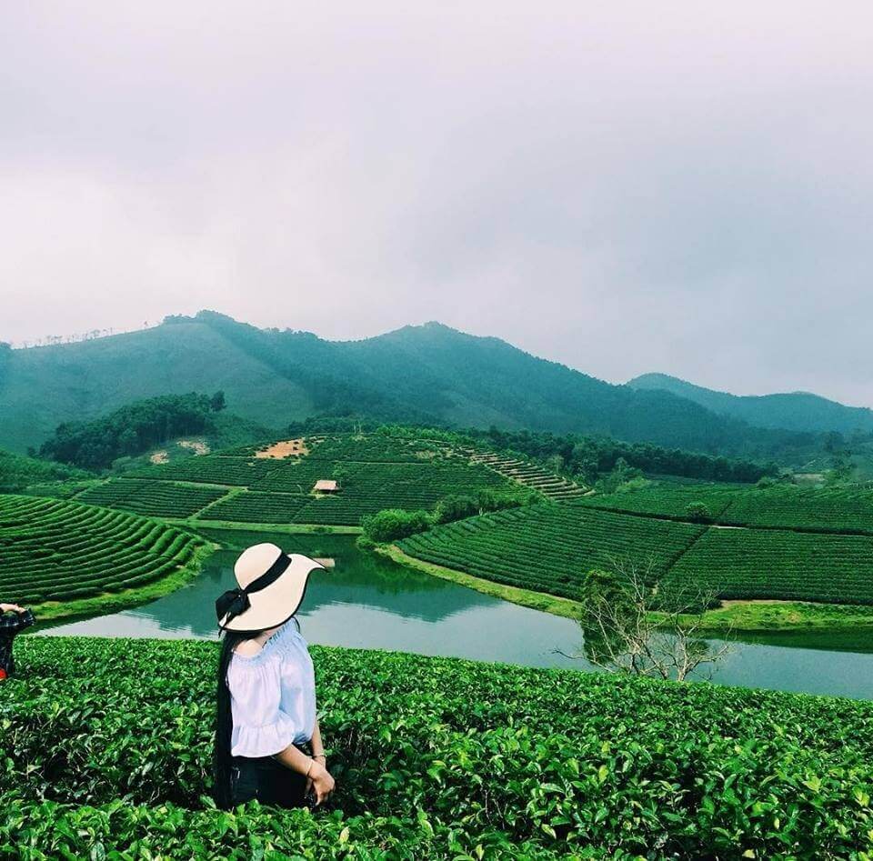 Đảo chè Thanh Chương