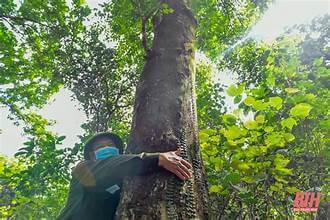 タインホアにある東南アジア最大のシーバックソーンの森のクローズアップ