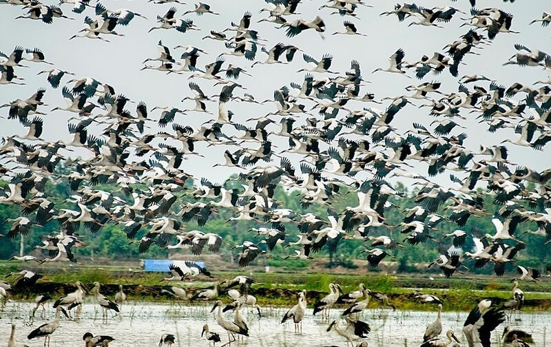 トゥスーコウノトリ園は、最大数万羽のコウノトリの群れが生息するカマウのコウノトリの王国と常に比較されてきました。