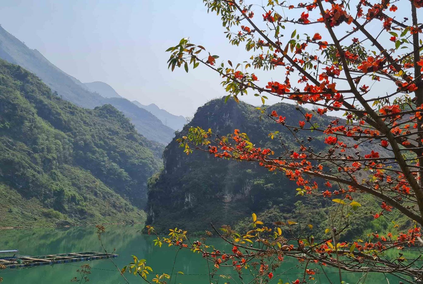 稲の花の季節は岩だらけの高原で真っ赤に染まります